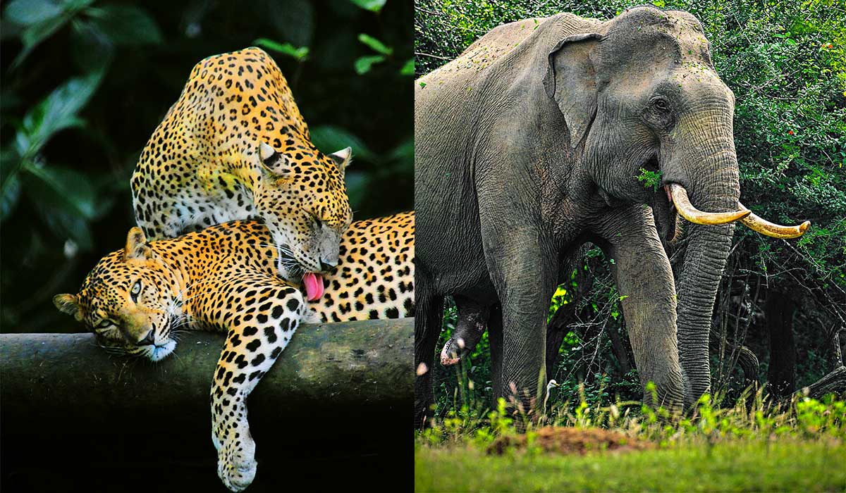 Animals in Yala National Park