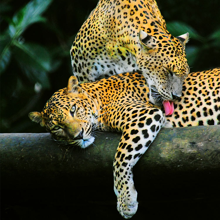 Leopards in Yala National Park