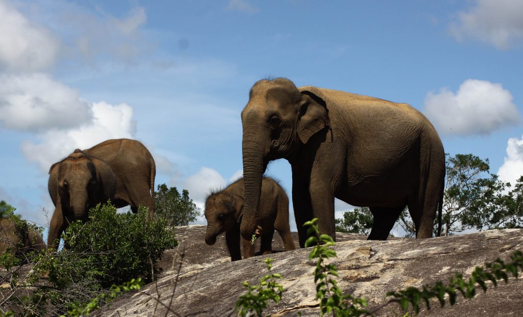 Sri Lanka Wildlife Tour