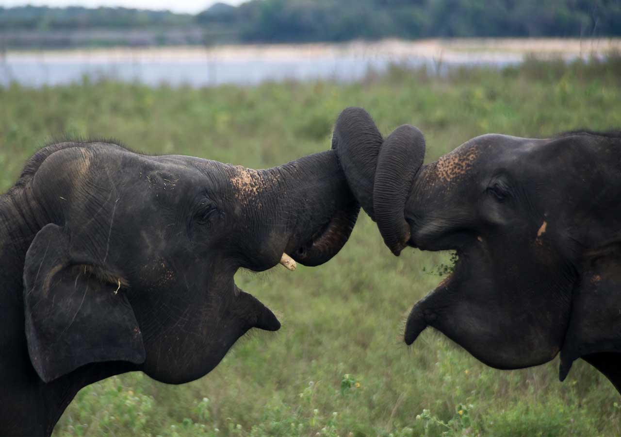 Twin Sri Lanka Elephants