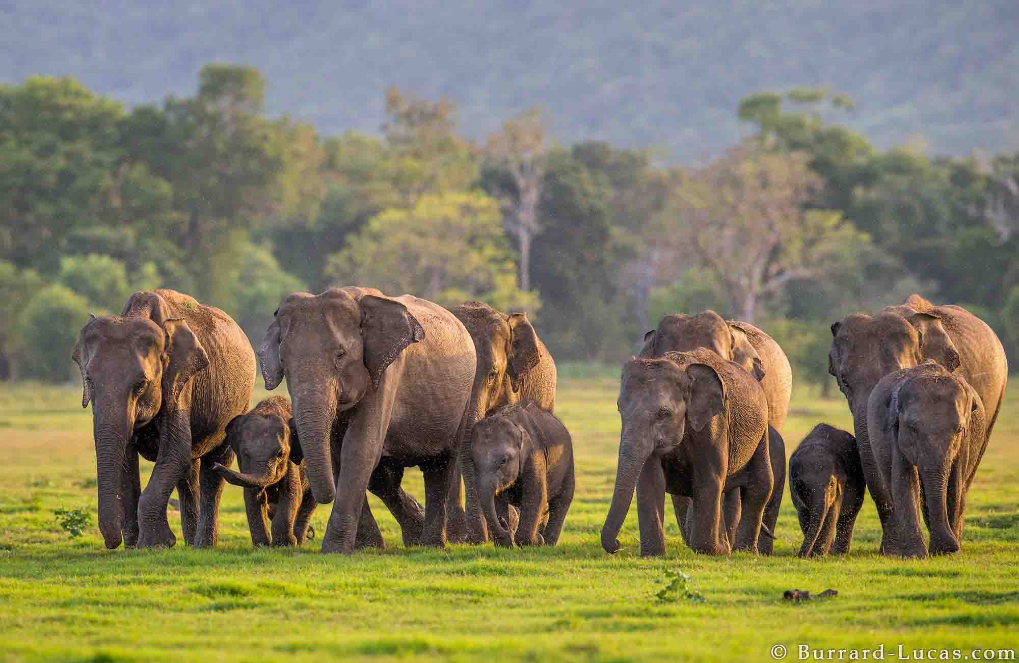 Elephants in Minneriya National Park of Sri Lanka